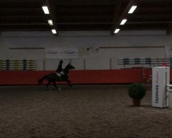 jumper Stern des Südens (Trakehner, 1997, from Saint Cloud)