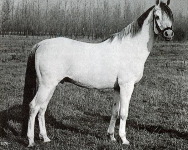 stallion Widukind (Arab half breed / Partbred, 1951, from Wisznu 1943 ox)