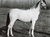 stallion Widukind (Arab half breed / Partbred, 1951, from Wisznu 1943 ox)
