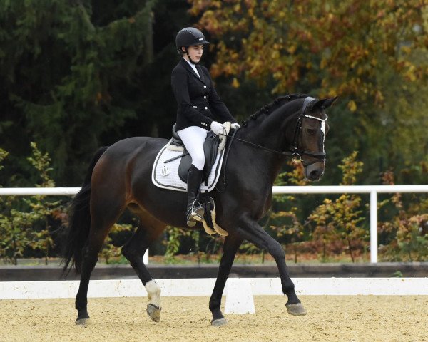 dressage horse Breda 4 (Oldenburg, 2006, from Diamond Hit)