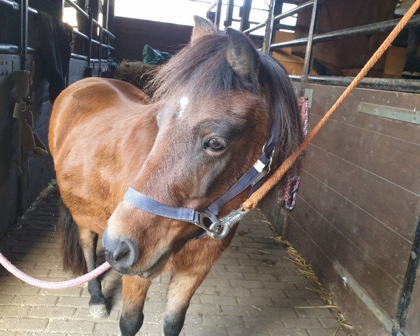 broodmare Alina von Bovert (Dt.Part-bred Shetland pony, 2004, from Amigo von Bovert)