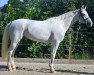 dressage horse Charlito K (Westphalian, 2013, from Carlito)