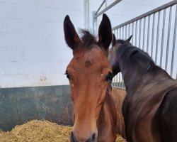 jumper Casino Cracker (Hanoverian, 2022, from Casino Grande)