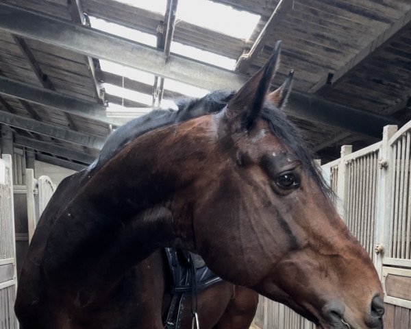 dressage horse HS Vargas (Hanoverian, 2016, from Vilancio)