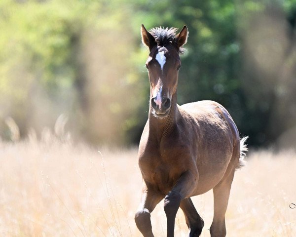 Dressurpferd Assenmachers Nachtzauber (Deutsches Reitpony, 2022, von FS Next Diamond)