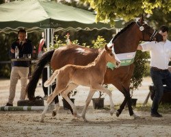 Dressurpferd MRS.Perfect WS (Deutsches Reitpony, 2022, von FS Mr. Right)