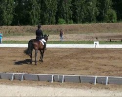 dressage horse Doc Ro (German Sport Horse, 2004, from Doc Martens)