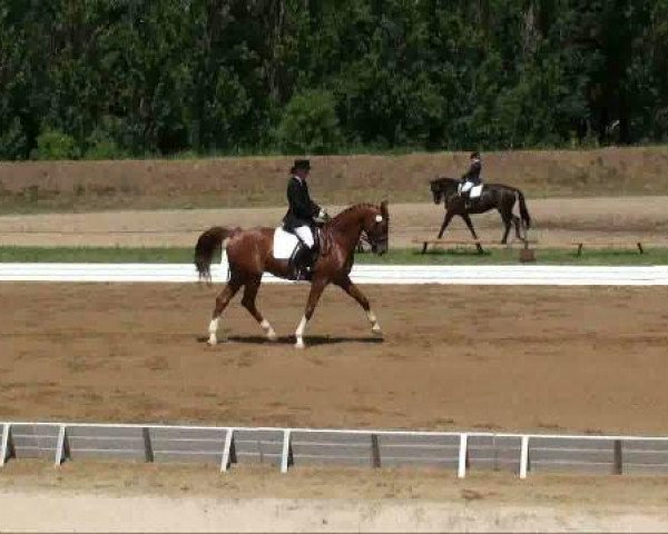 horse Paganini 135 (Sachse, 1999, from Pius)