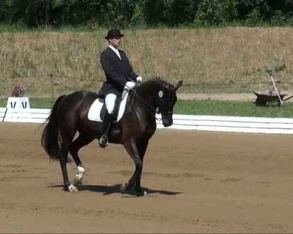dressage horse Wanessa 249 (Hanoverian, 2004, from Weltruhm)