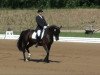 dressage horse Wanessa 249 (Hanoverian, 2004, from Weltruhm)