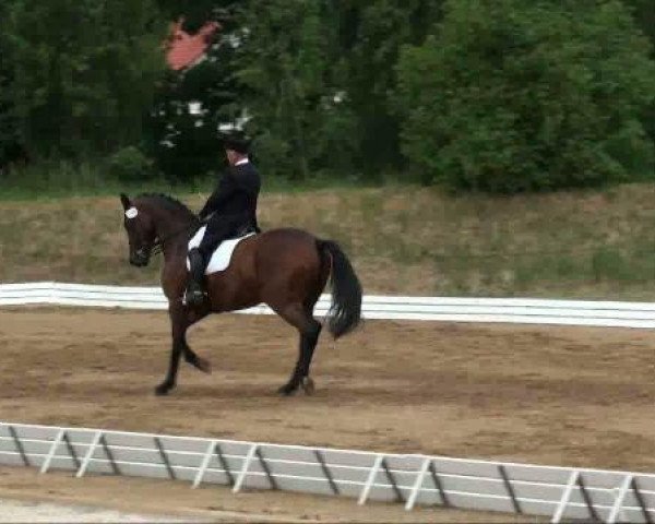 horse Herbstmeister 6 (Trakehner, 2002, from Münchhausen)