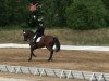 Pferd Herbstmeister 6 (Trakehner, 2002, von Münchhausen)