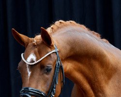 dressage horse Dark Gold AT (German Riding Pony, 2020, from D-Gold AT NRW)