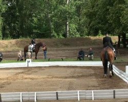 dressage horse Father's Sonday (Hanoverian, 1999, from Fabriano)