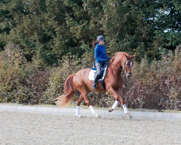 dressage horse Chateau's Fast & Furious (Oldenburg, 2018, from Foundation 2)