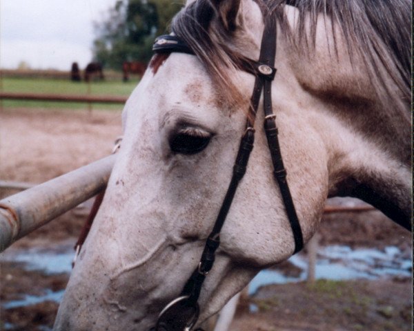 broodmare Bunny (German trotters, 1998, from Tee Ba (US))