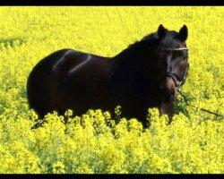 dressage horse Chrysler (Bavarian, 2010, from Christ)