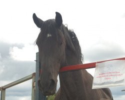 broodmare Trienke (Friese, 1998, from Reyert 337)