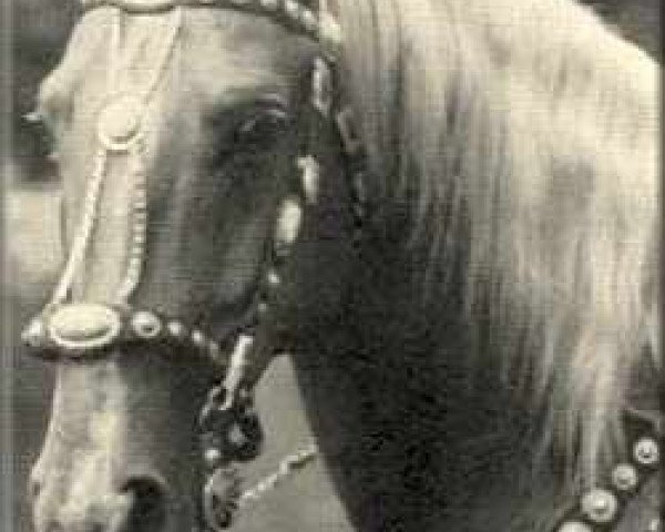 stallion Del Rey (Quarter Horse, 1918)