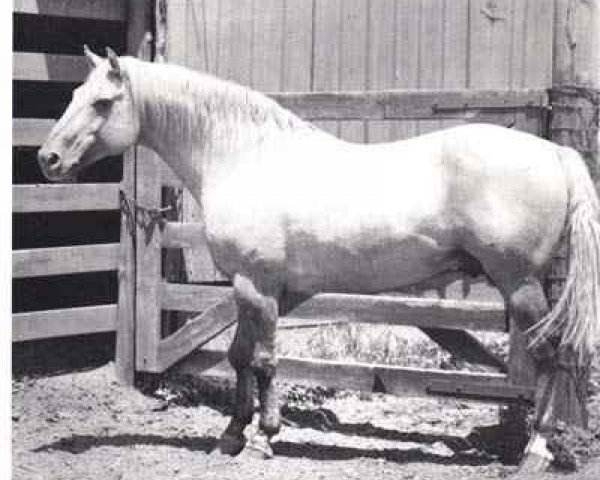 Deckhengst Hollywood Gold (Quarter Horse, 1940, von Gold Rush)