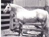Deckhengst Hollywood Gold (Quarter Horse, 1940, von Gold Rush)