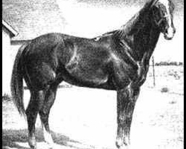 stallion Traveler (Quarter Horse, 1880)