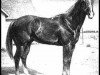 stallion Traveler (Quarter Horse, 1880)