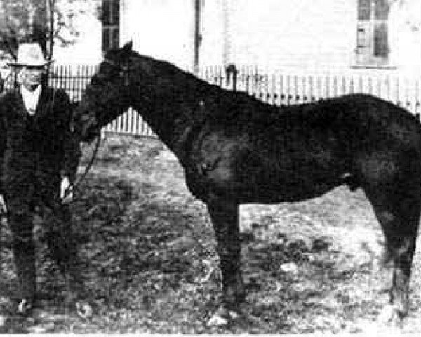 Deckhengst Little Joe (Quarter Horse, 1905, von Traveler)