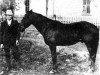 stallion Little Joe (Quarter Horse, 1905, from Traveler)