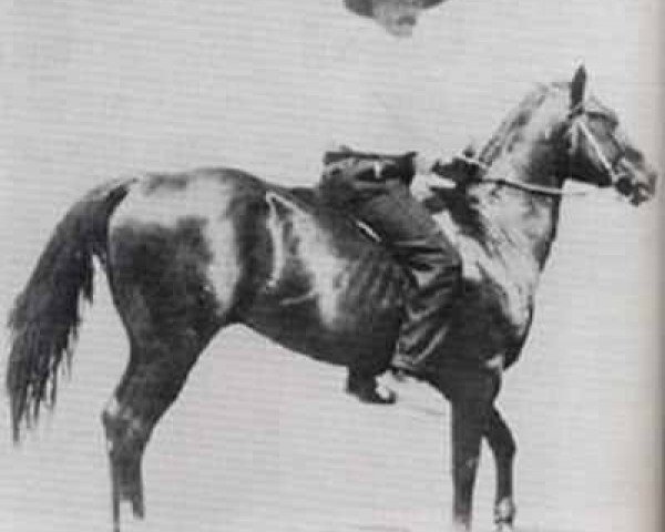 Deckhengst Zantanon (Quarter Horse, 1917, von Little Joe)
