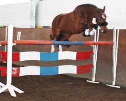 dressage horse Robin Hood (Oldenburg, 1998, from Rohdiamant)