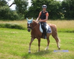 horse Missouri (German Riding Pony, 2002, from Bünteeichen-Manolito)