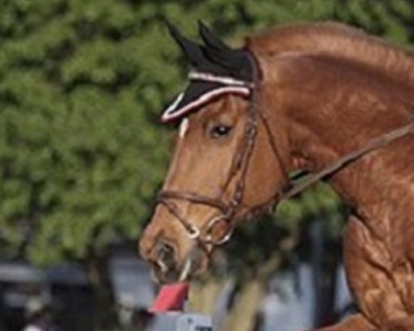 horse Azangaro (Saxony-Anhaltiner, 1996, from Ajan xx)