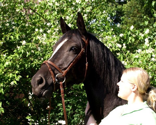 Pferd Carino Cassis (Deutsches Reitpferd, 2006, von Calayo)