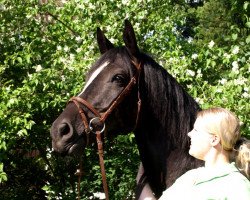 horse Carino Cassis (Deutsches Reitpferd, 2006, from Calayo)