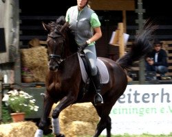 dressage horse Touch me (Oldenburg, 2003, from Revan)