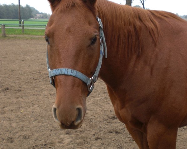 Pferd Stampi (Quarter Horse, 2000, von Silent Ark)