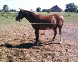 broodmare Elektra (German Riding Pony, 2000, from Buenteeichen Maringo)