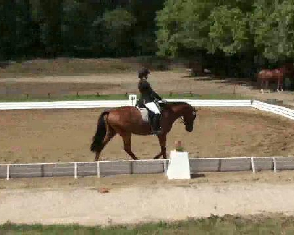 Dressurpferd Namur (Trakehner, 2007, von Mon Baron)