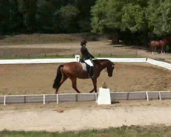 dressage horse Namur (Trakehner, 2007, from Mon Baron)