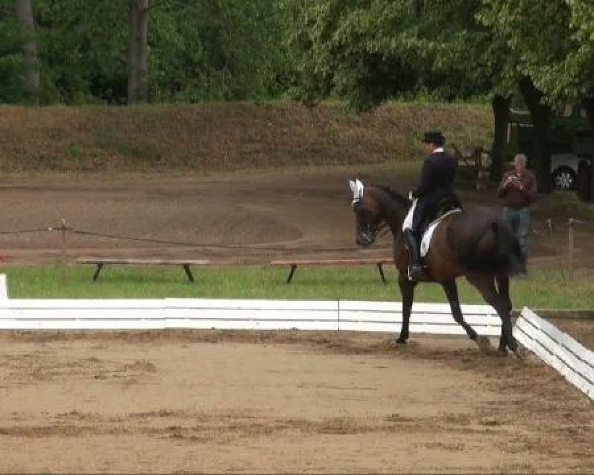 Zuchtstute Mon Amour 42 (Deutsches Sportpferd, 2002, von Rutowski)