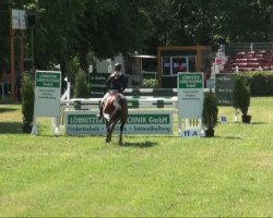 jumper Honeymoon L (German Sport Horse, 2005, from Werenfels)