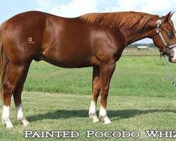 horse Painted Pocodo Whiz (Paint Horse, 2009, from Colonels Smoking Gun)