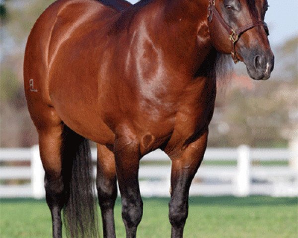 stallion Conquistador Whiz (Quarter Horse, 1995, from Topsail Whiz)