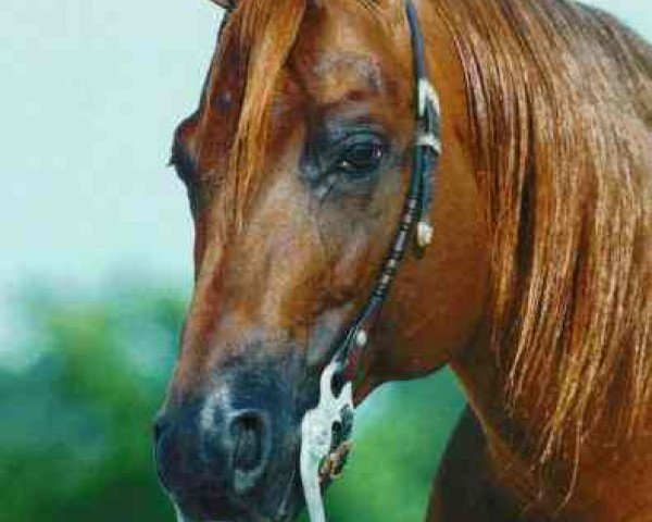 stallion Topsail Whiz (Quarter Horse, 1987, from Topsail Cody)