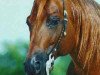 Deckhengst Topsail Whiz (Quarter Horse, 1987, von Topsail Cody)