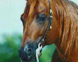 Deckhengst Topsail Whiz (Quarter Horse, 1987, von Topsail Cody)