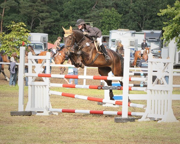 Pferd Sheila (Hannoveraner, 1993, von Singular Joter)