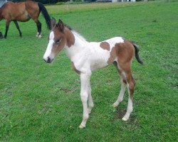 Pferd BL's Scout (Pinto/Pleasure, 2011, von Spezial Color R)