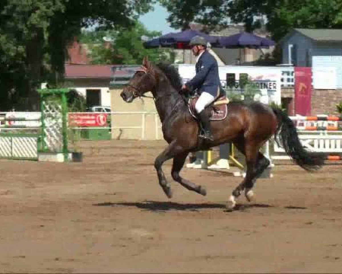 jumper Laconcorde (Oldenburg show jumper, 2005, from Lasino)